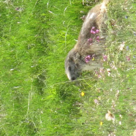 Casa Chamonin 3* Gressan