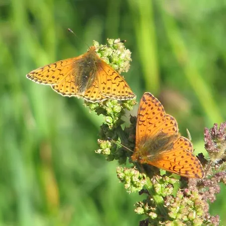 Lägenhetshotell Casa Chamonin 3*
