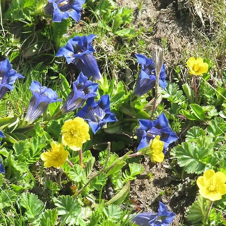 Aparthotel Casa Chamonin 3*