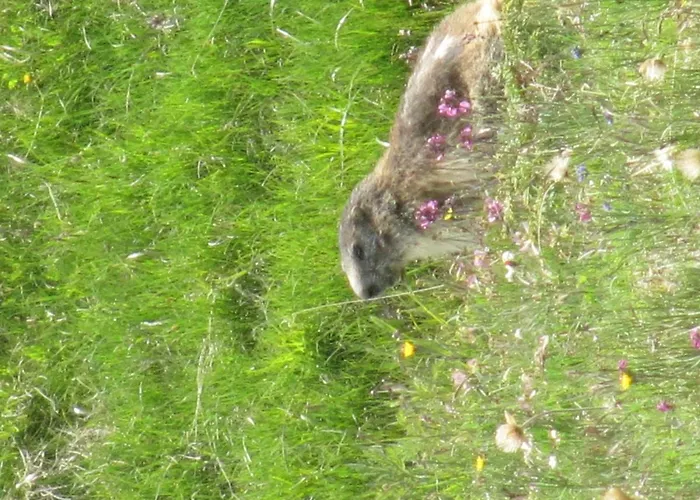 Casa Chamonin 3* Gressan