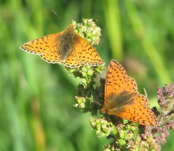 Apart Otel Casa Chamonin 3*