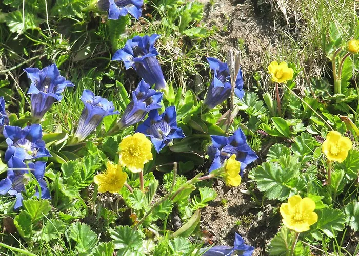 Apartmanhotel Casa Chamonin 3*